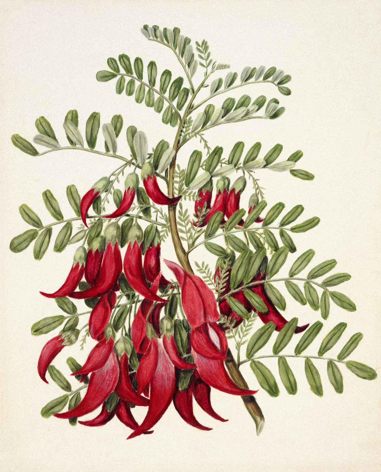 Vibrant Kōwhai Flower Botanical Art Wall Art