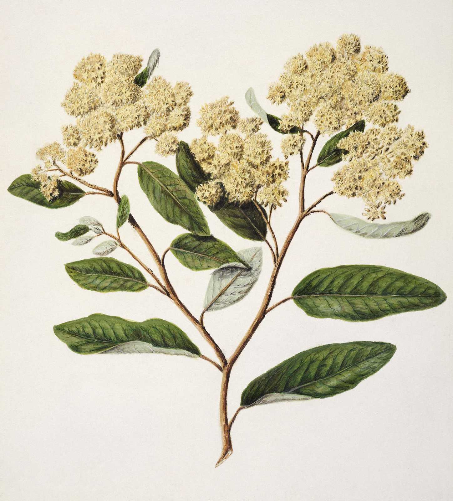 Botanical Blossom Branch Wall Art