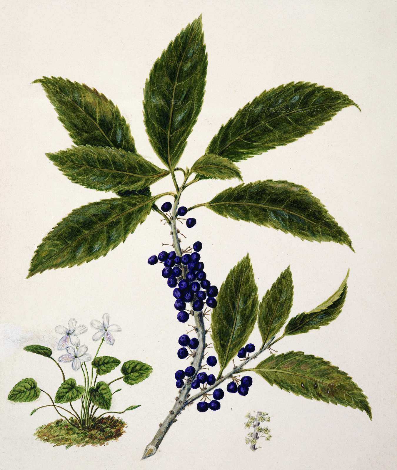 Botanical Berry & Bloom Wall Art