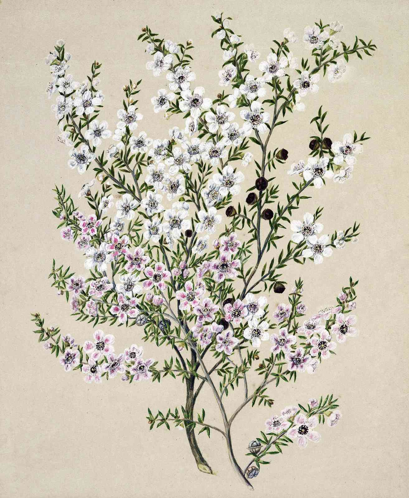 Botanical Blossom Delight Floral Wall Art
