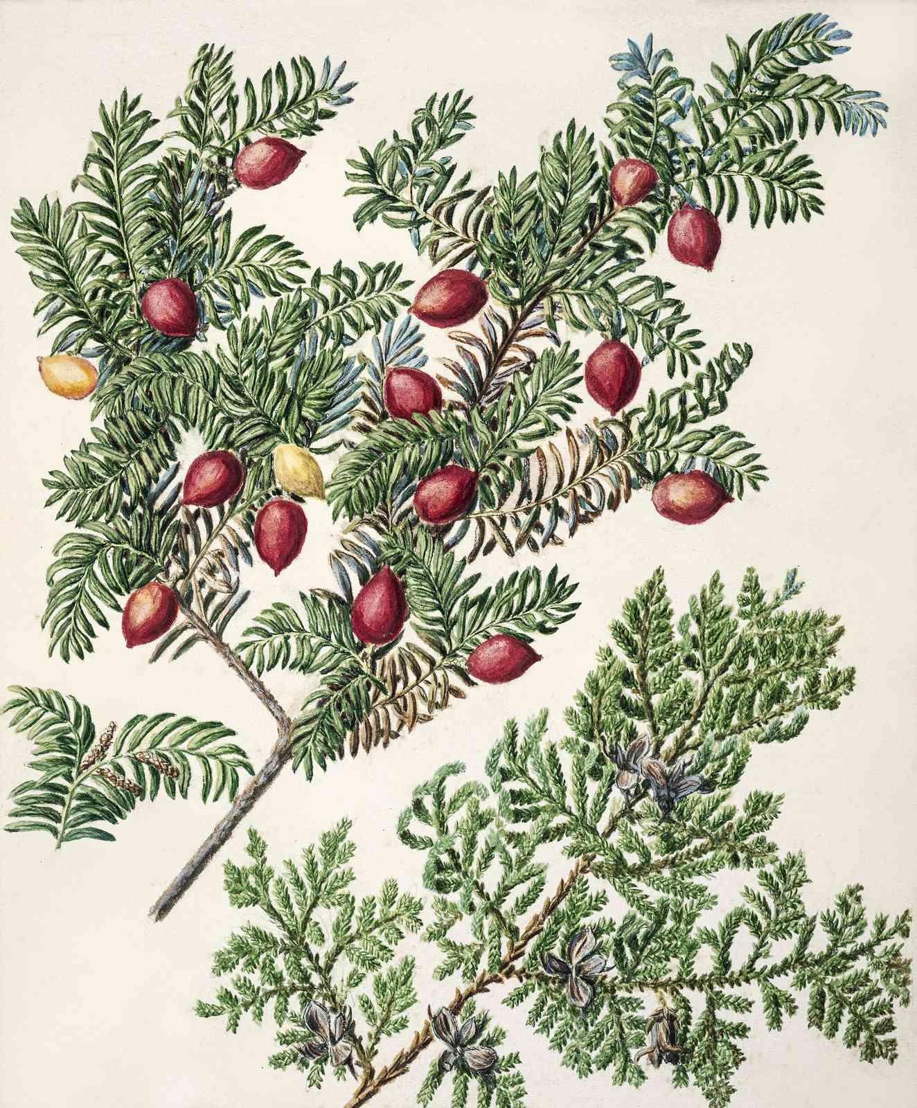 Botanical Red Berry & Pine Wall Art