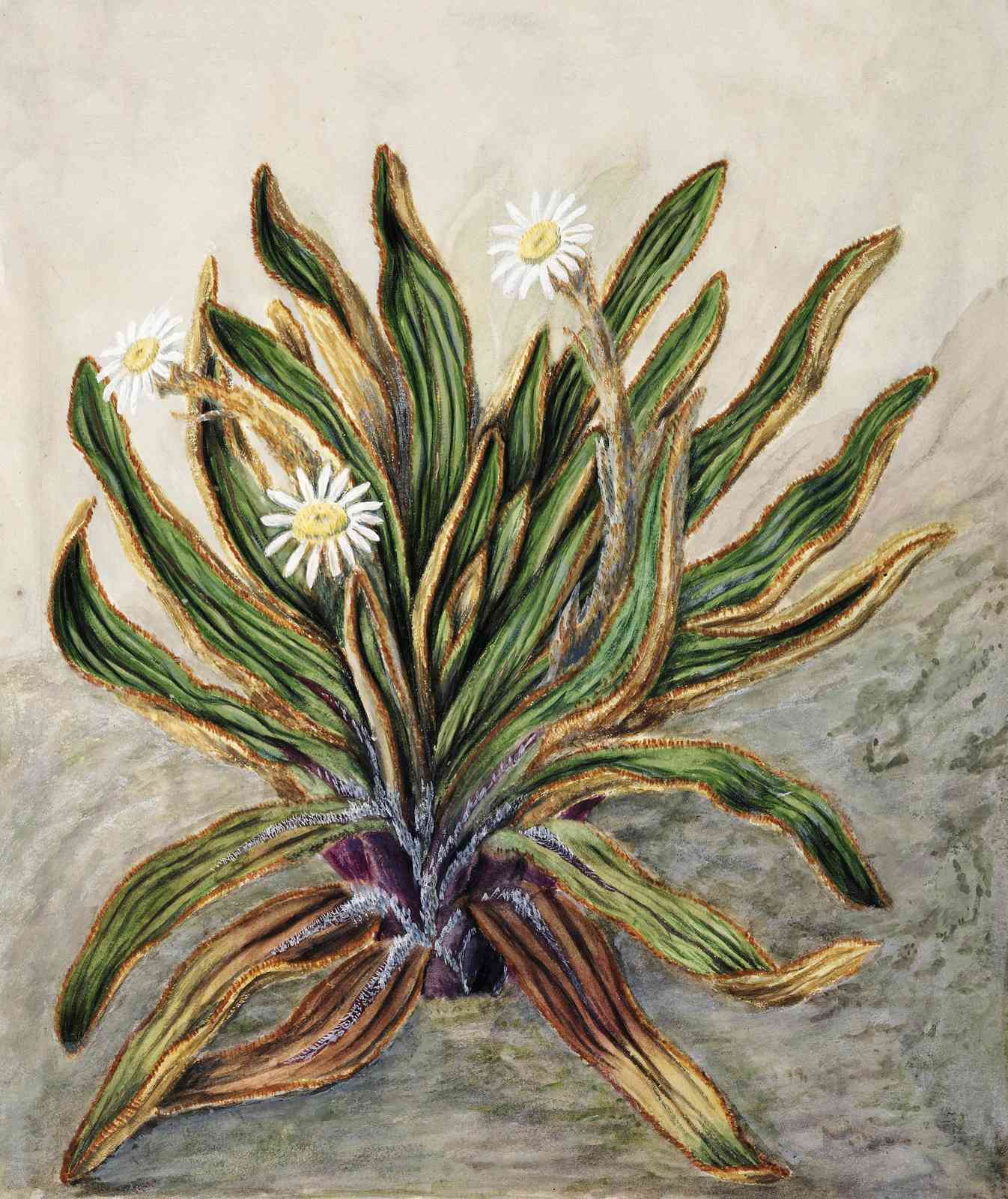 Botanical Daisy Plant Wall Art Wall Art