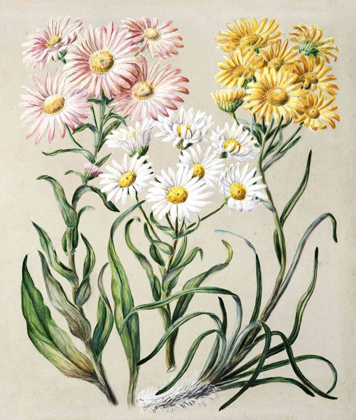Vintage Floral Daisy & Aster Wall Art
