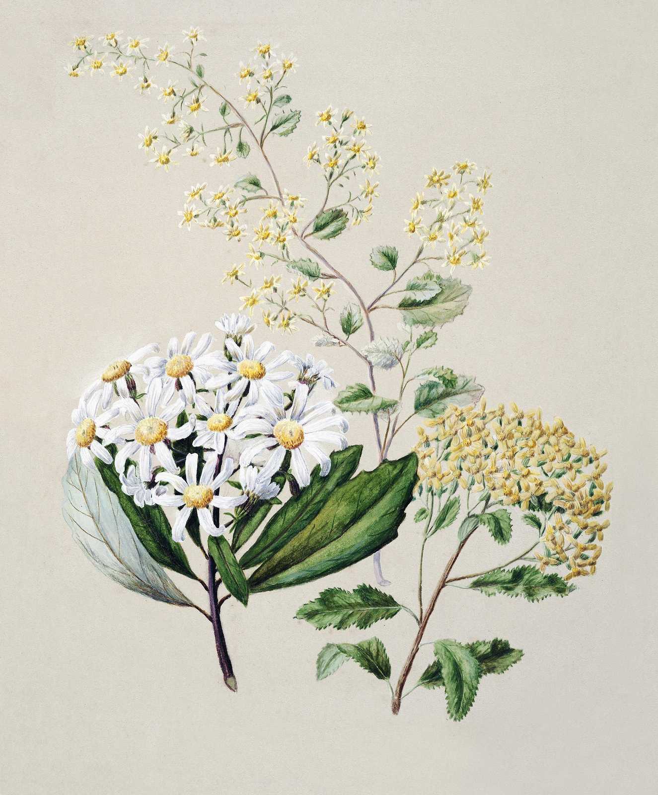 Botanical Daisy & Yellow Bloom Wall Art