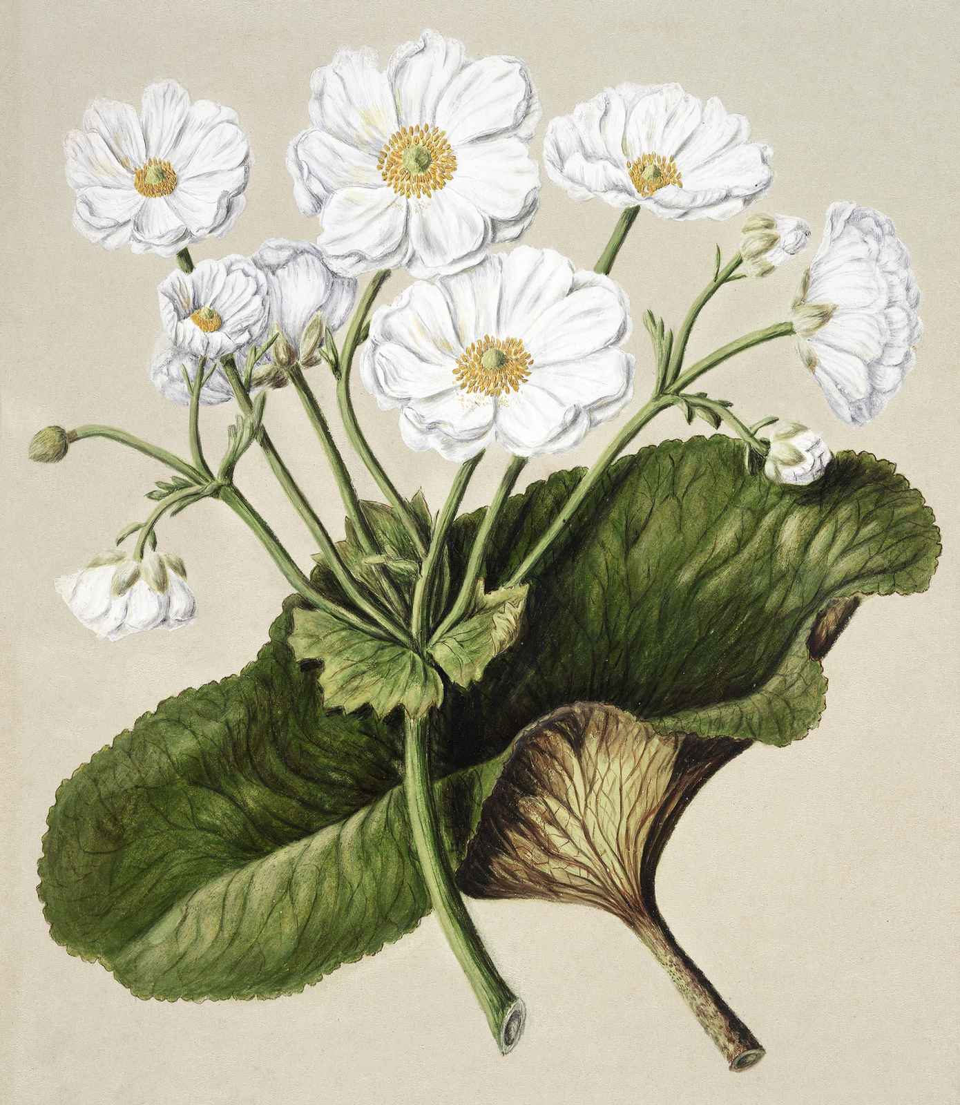 Elegant White Floral Botanical Wall Art