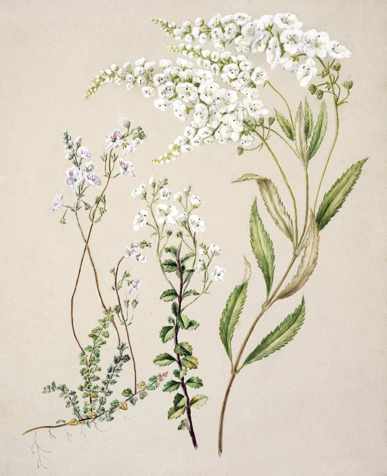 Elegant Botanical White Flowers Wall Art