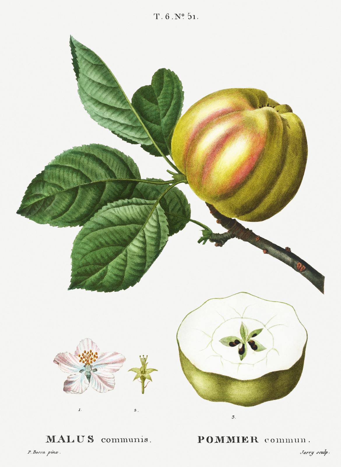 Vintage Apple Botanical Art Wall Art