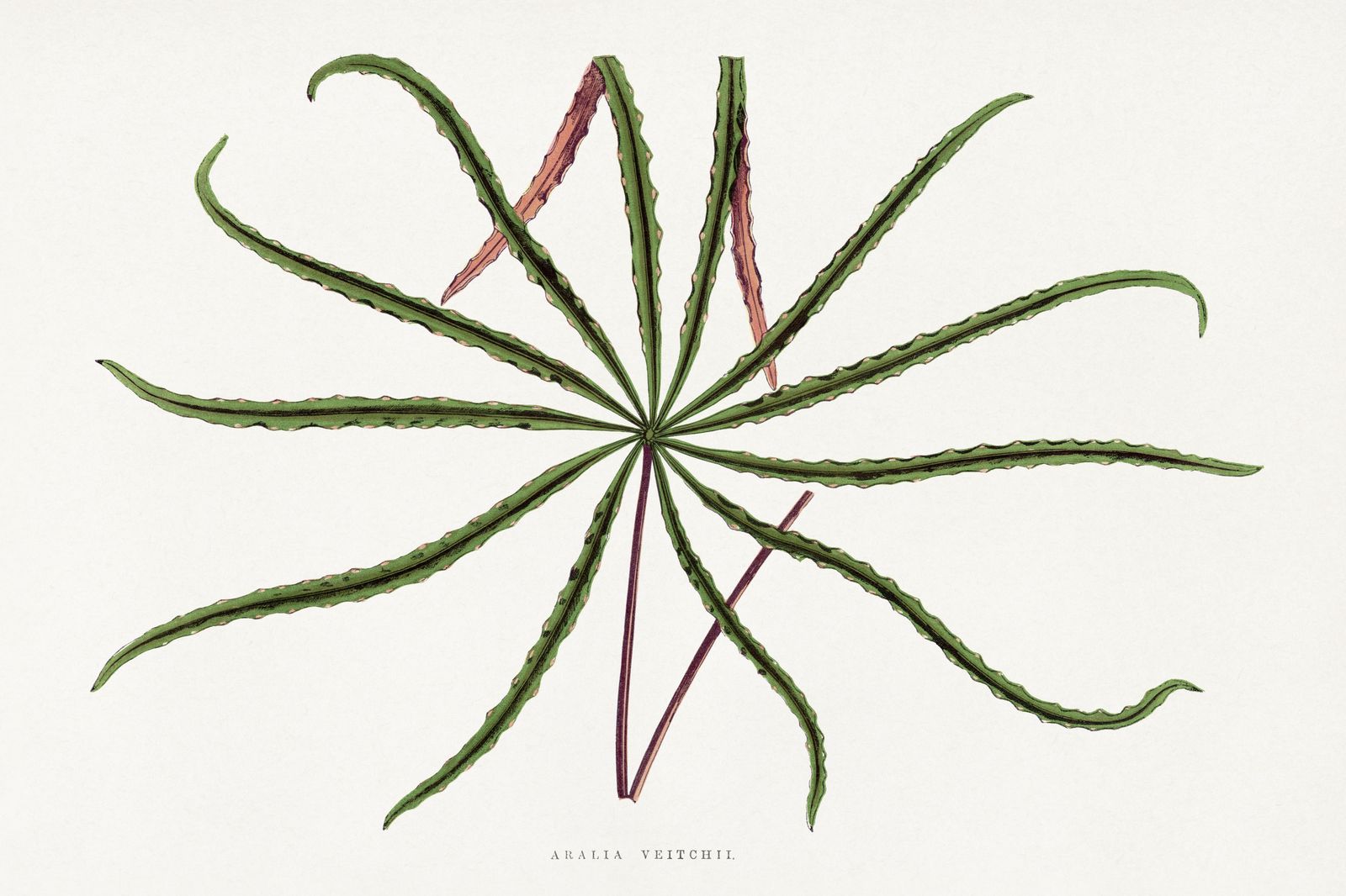 Aralia Veitchii Botanical Vintage Wall Art