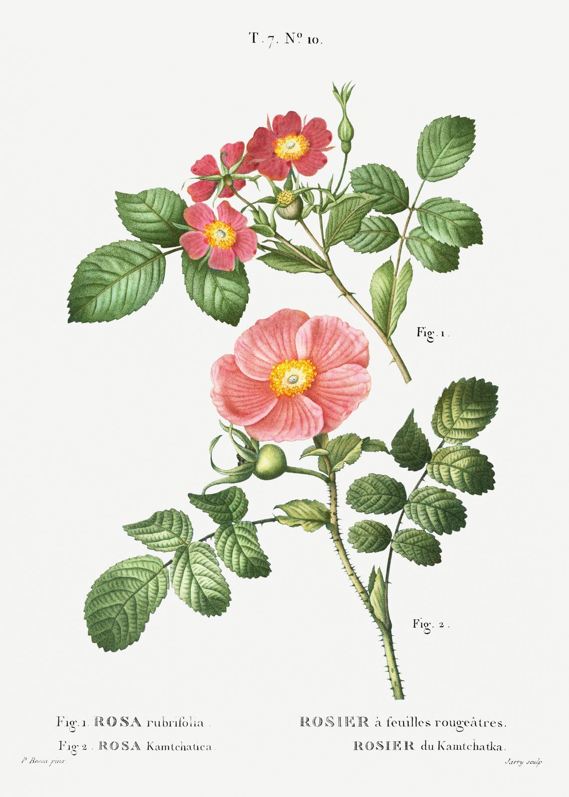 Vintage Botanical Rose Wall Art