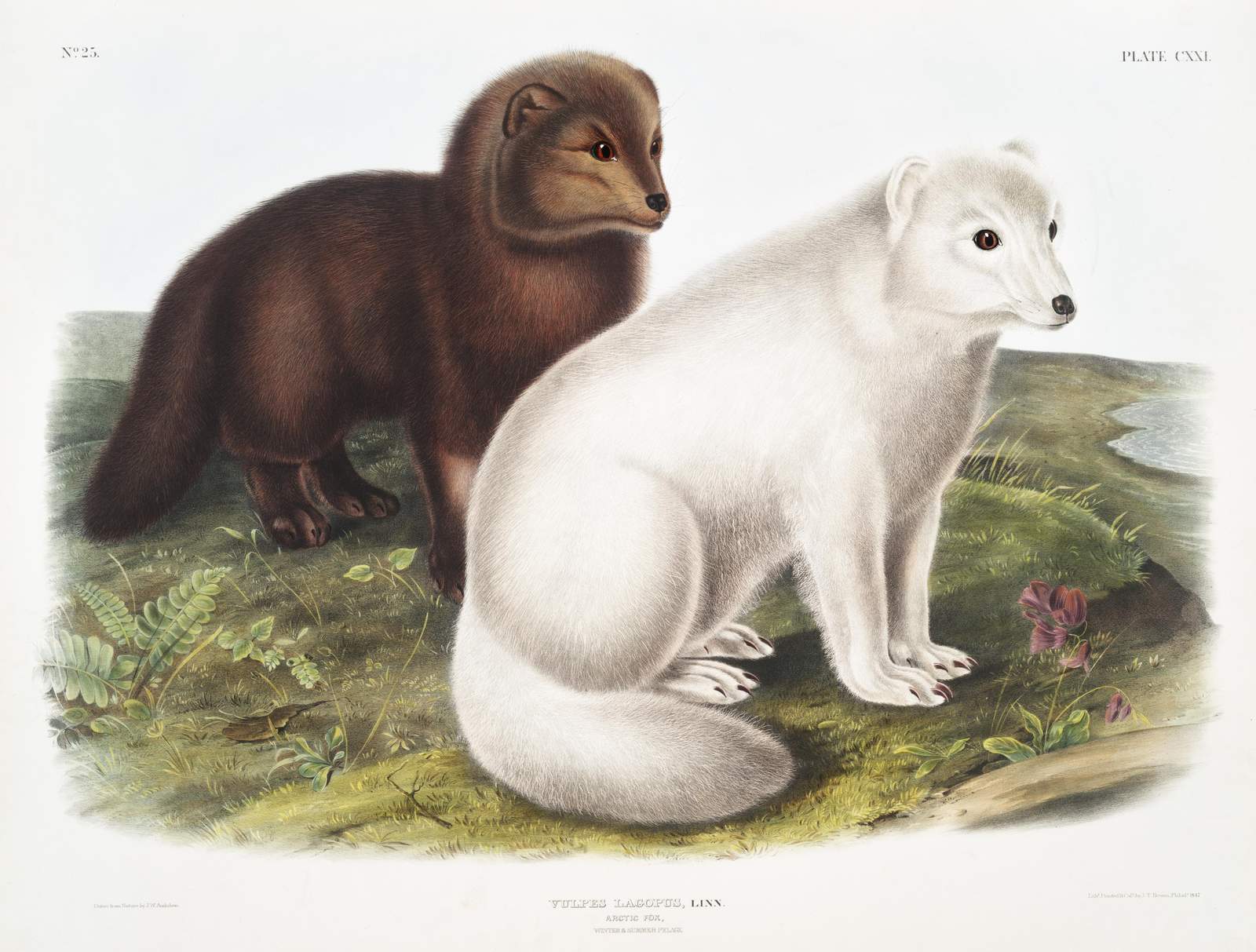 Arctic Fox Duo Vintage Wildlife Wall Art