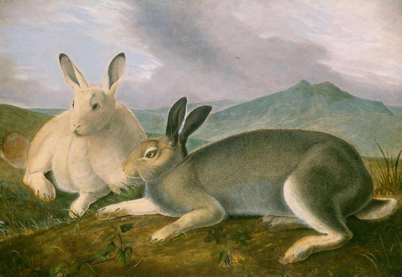Two Hares in Landscape Vintage Animal Art Wall Art