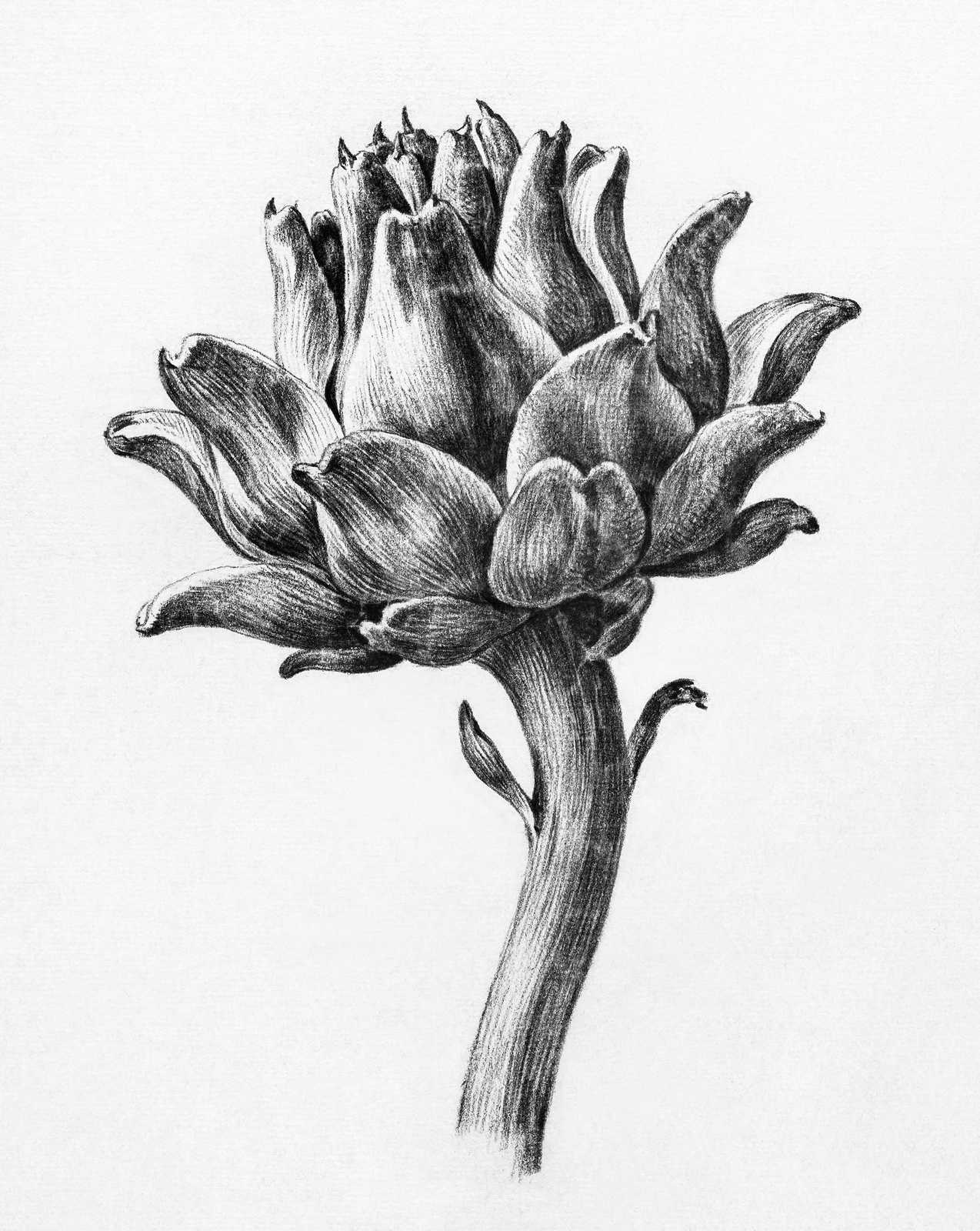 Elegant Artichoke Botanical Sketch Wall Art