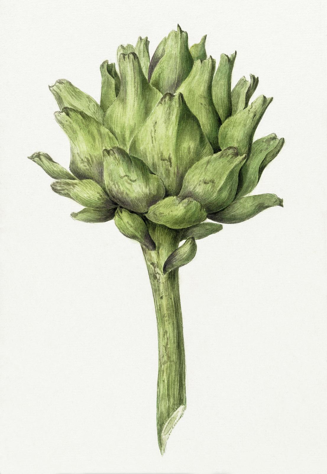 Botanical Art Artichoke Wall Art
