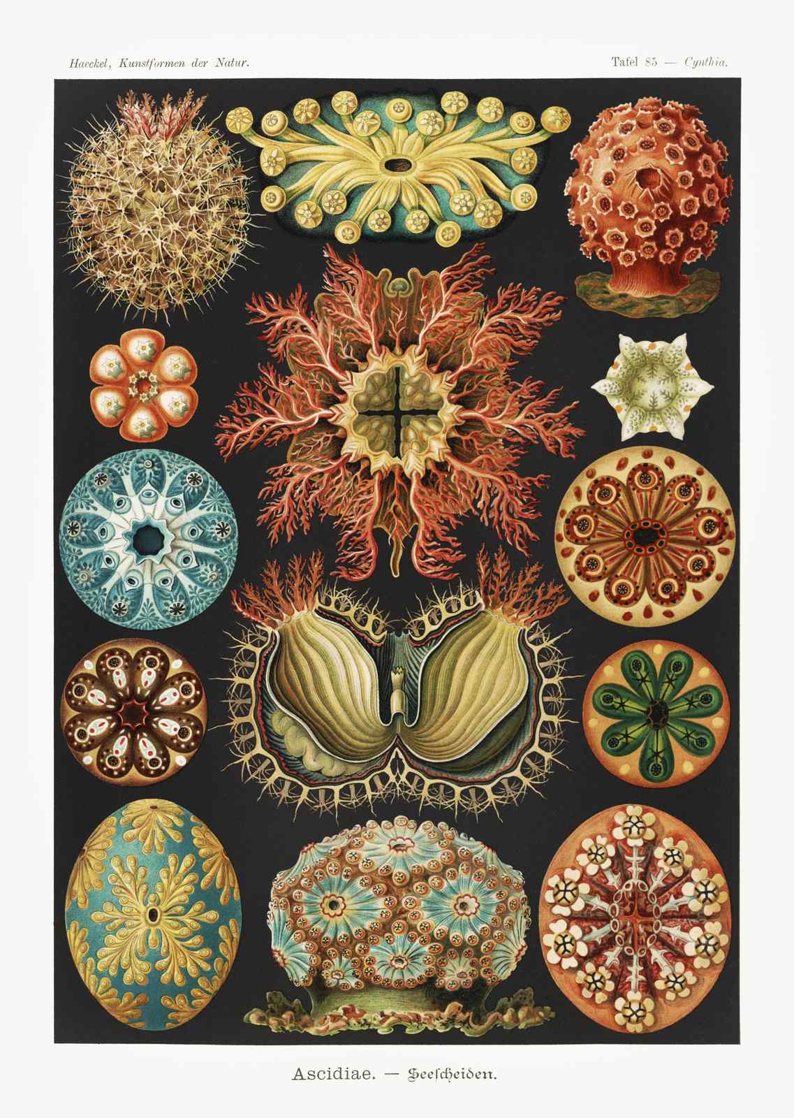 Vintage Sea Creatures Botanical Art Wall Art