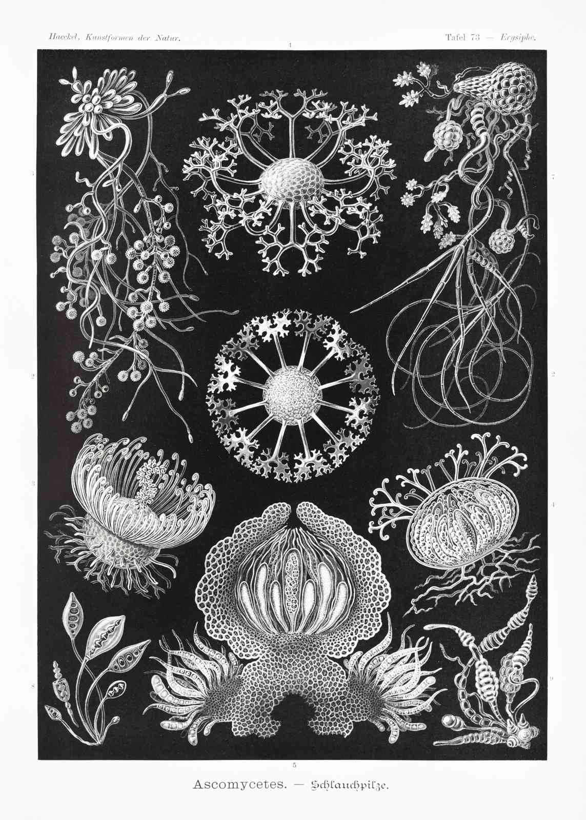 Vintage Botanical Ascomycetes Wall Art