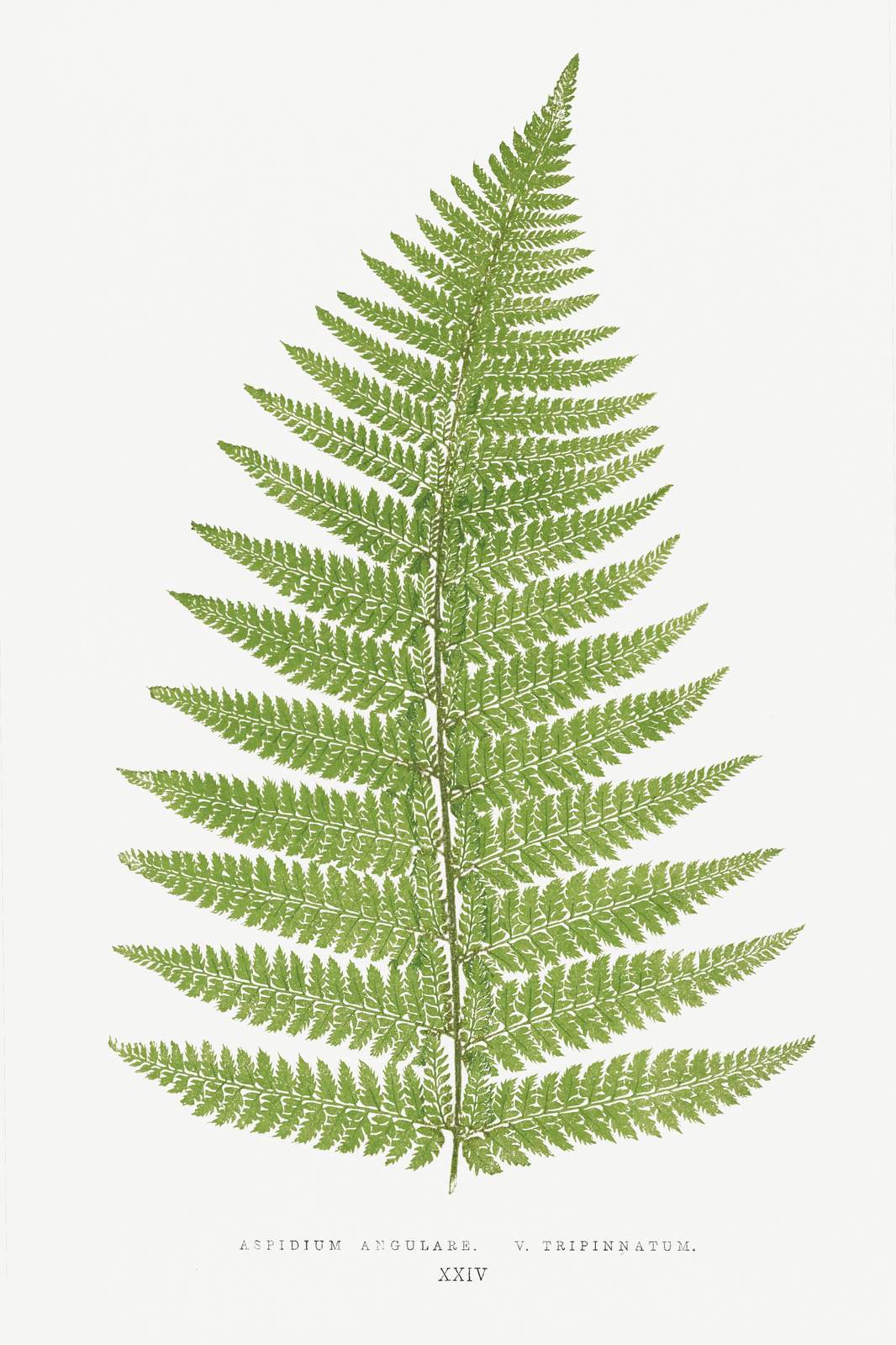 Vintage Fern Botanical Wall Art Wall Art