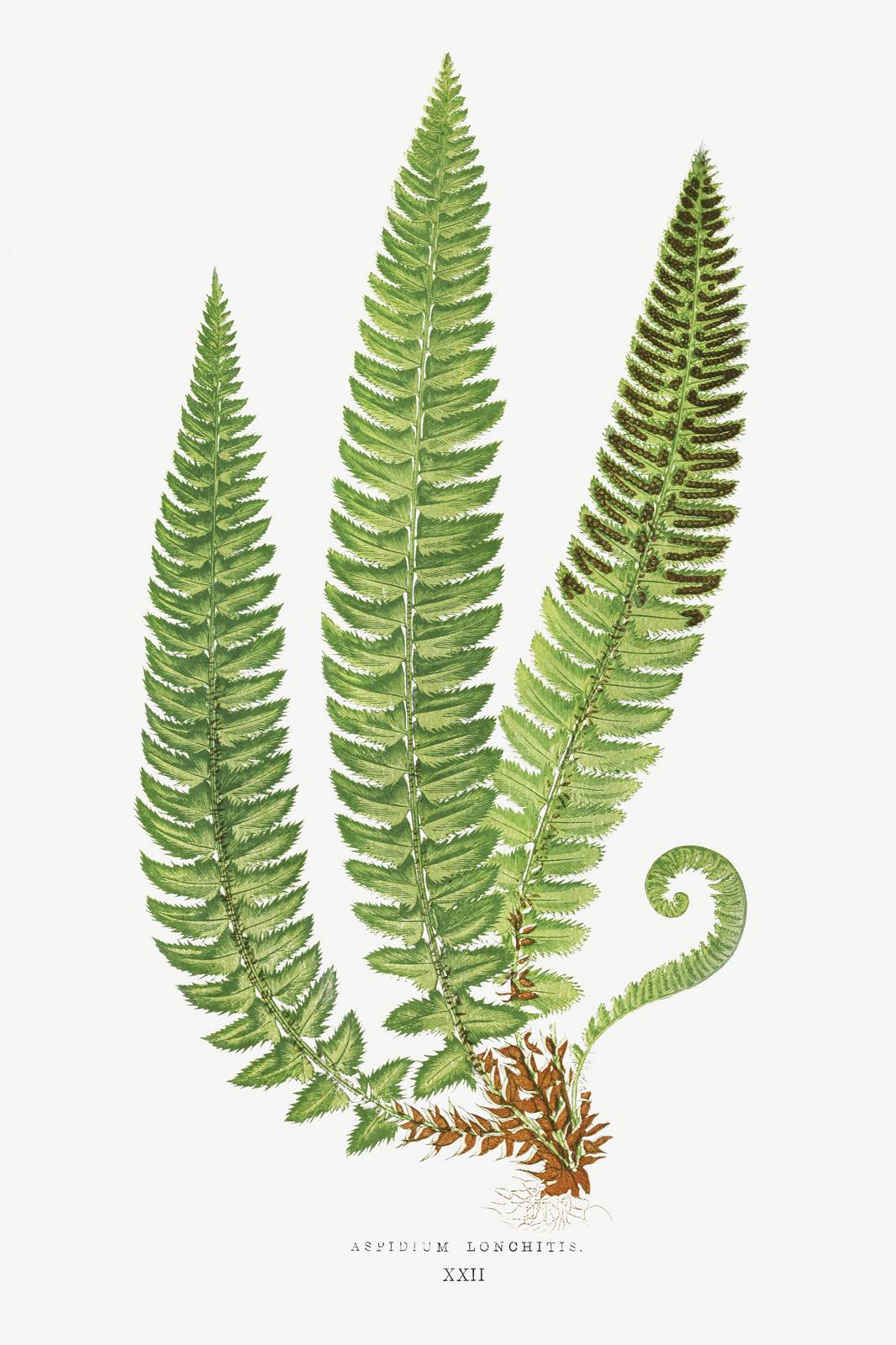 Vintage Fern Botanical Print Wall Art