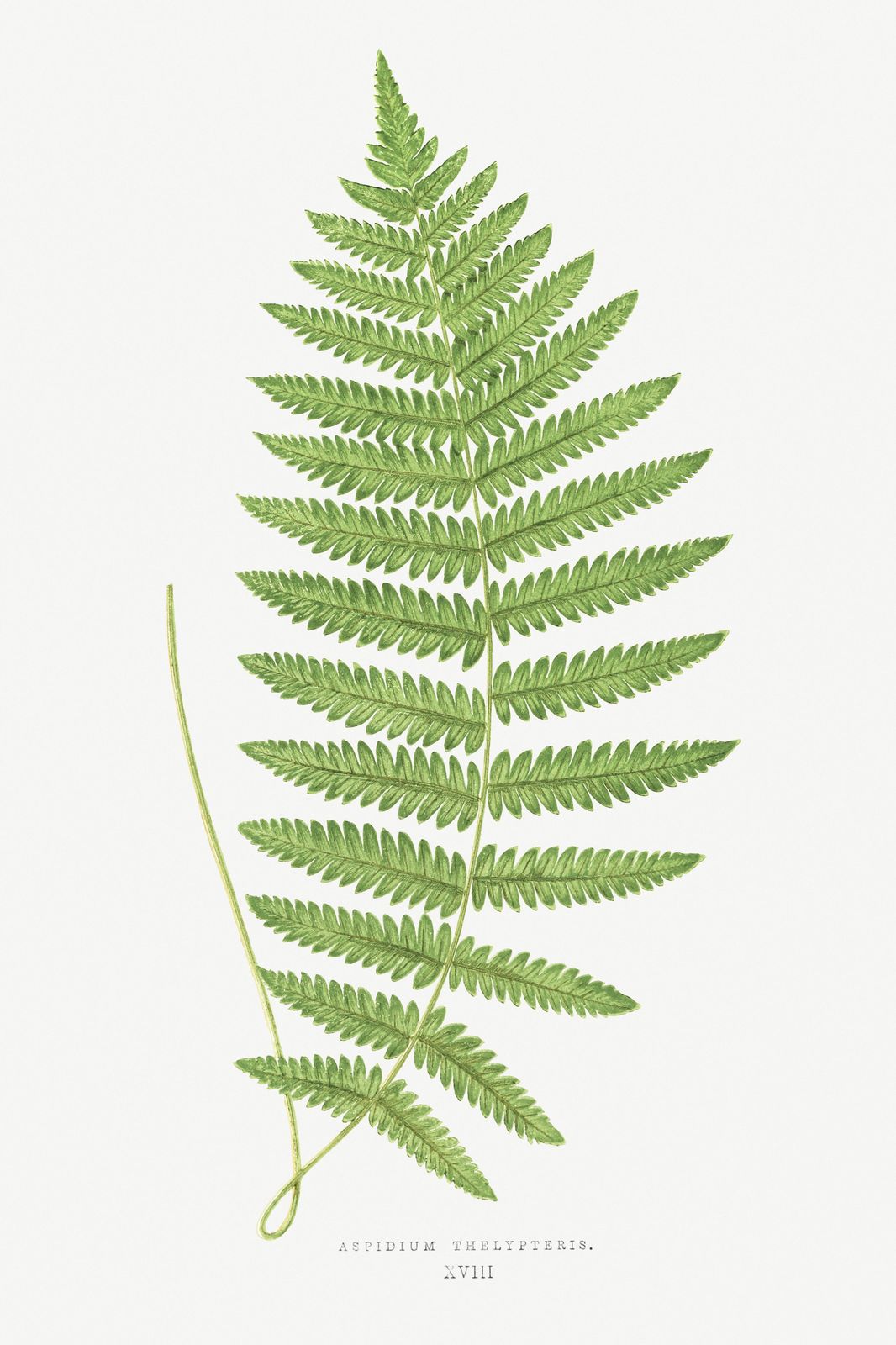Vintage Fern Botanical Art Wall Art