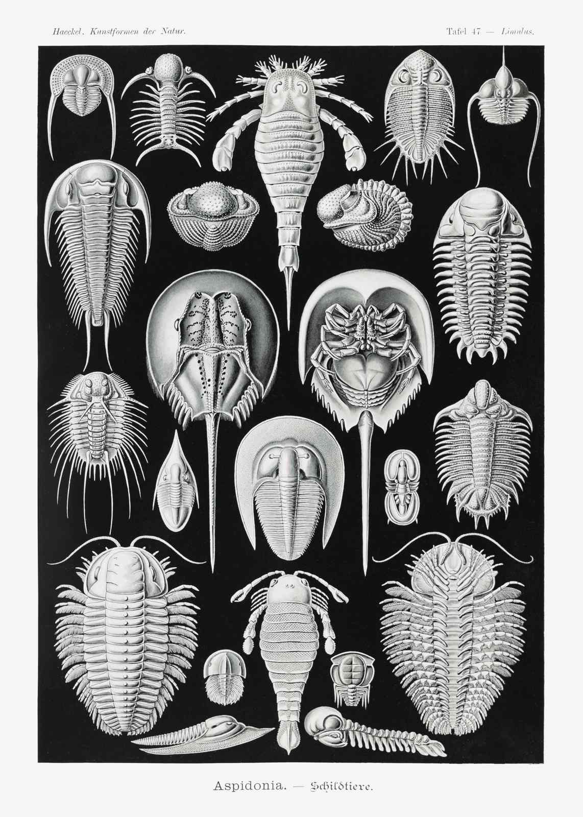 Vintage Trilobite Fossil Collage Wall Art