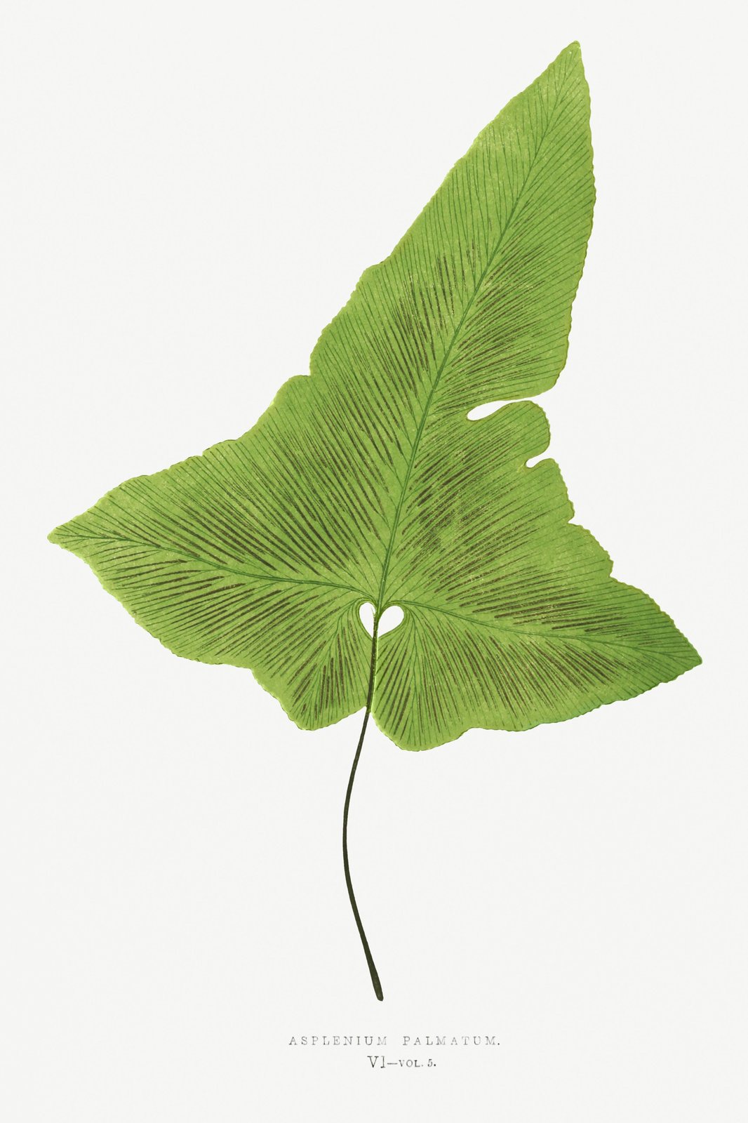 Vintage Fern Botanical Asplenium Palmatum Wall Art