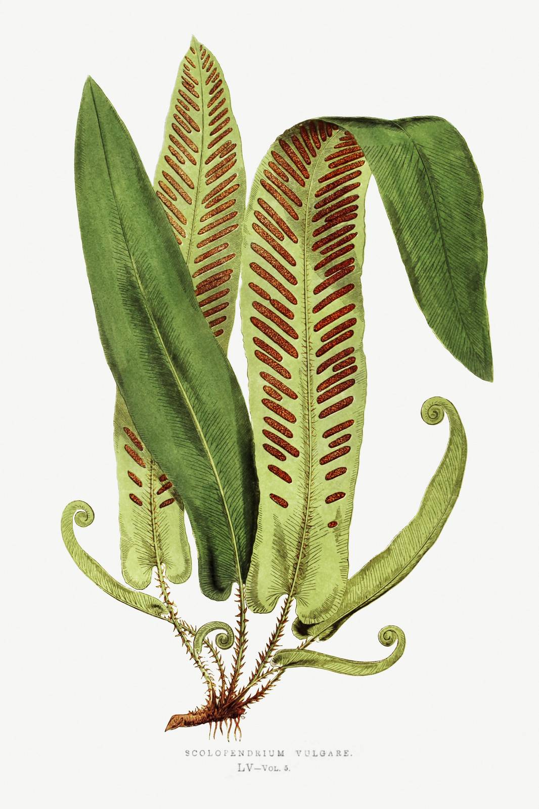 Vintage Fern Botanical Art Wall Art