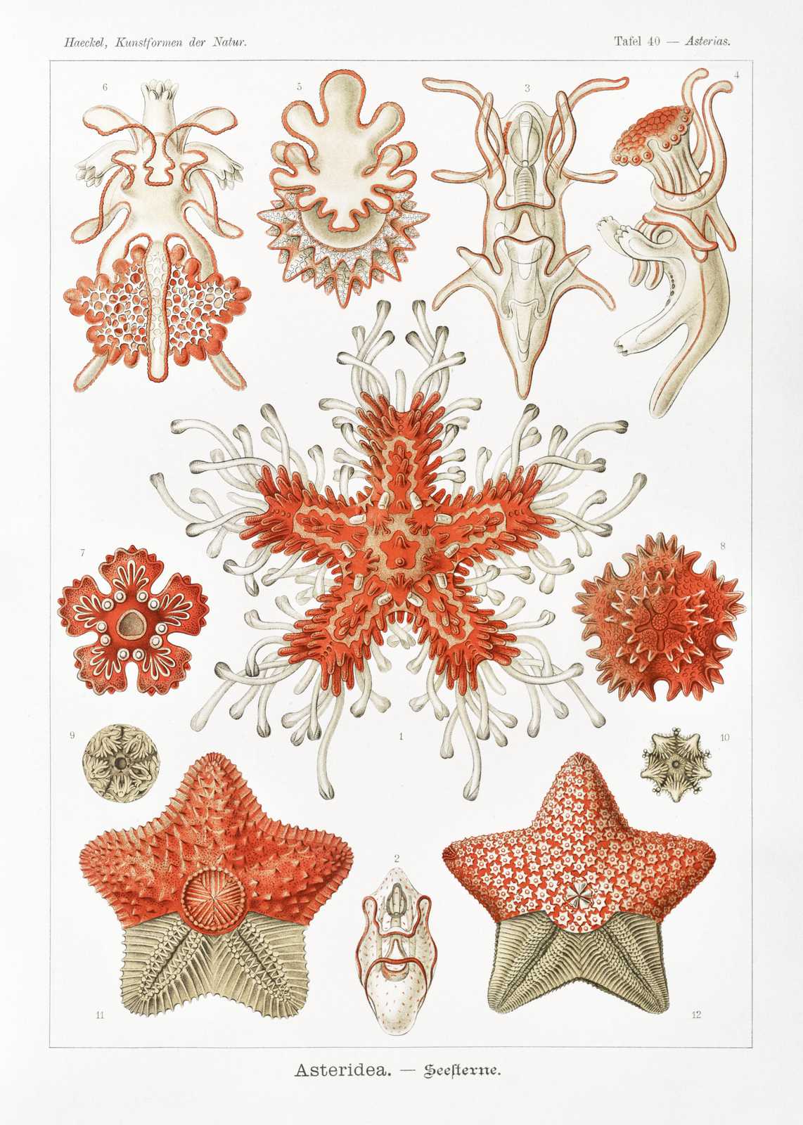 Vintage Sea Stars & Starfish Botanical Print Wall Art