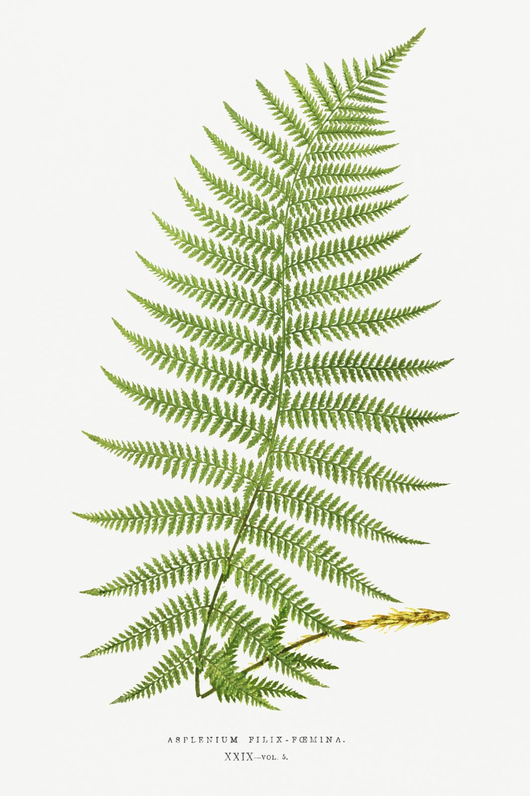Botanical Fern Art - "Lady Fern" Wall Art