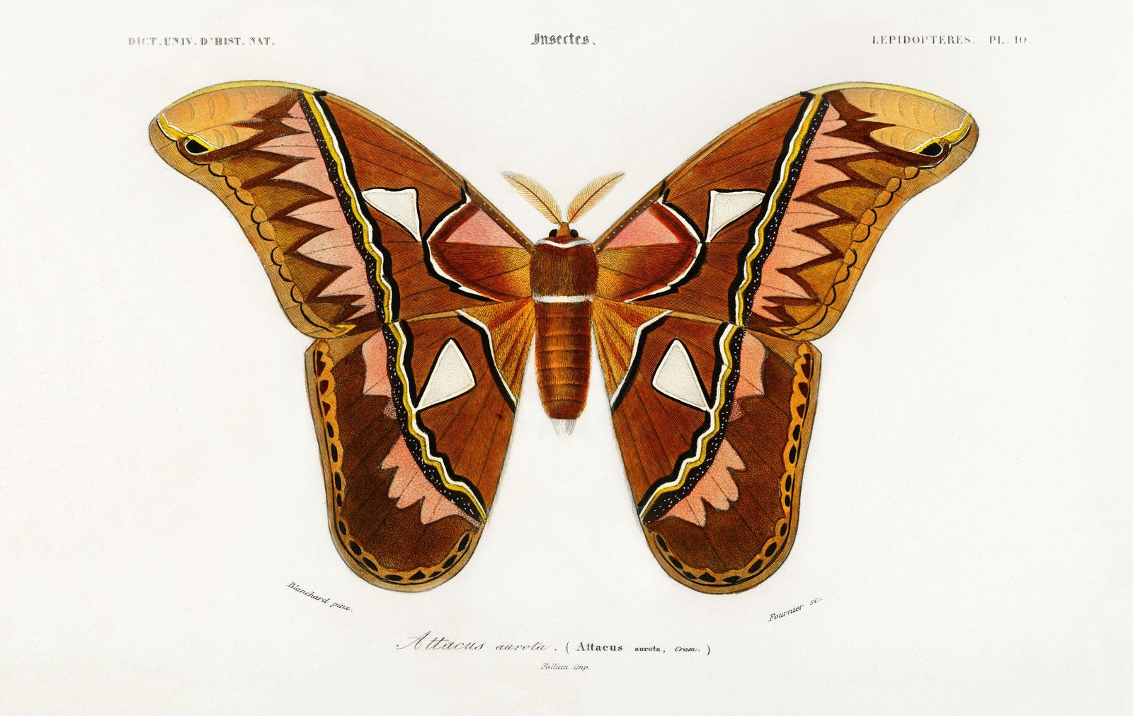 Atlas Moth Vintage Entomology Wall Art
