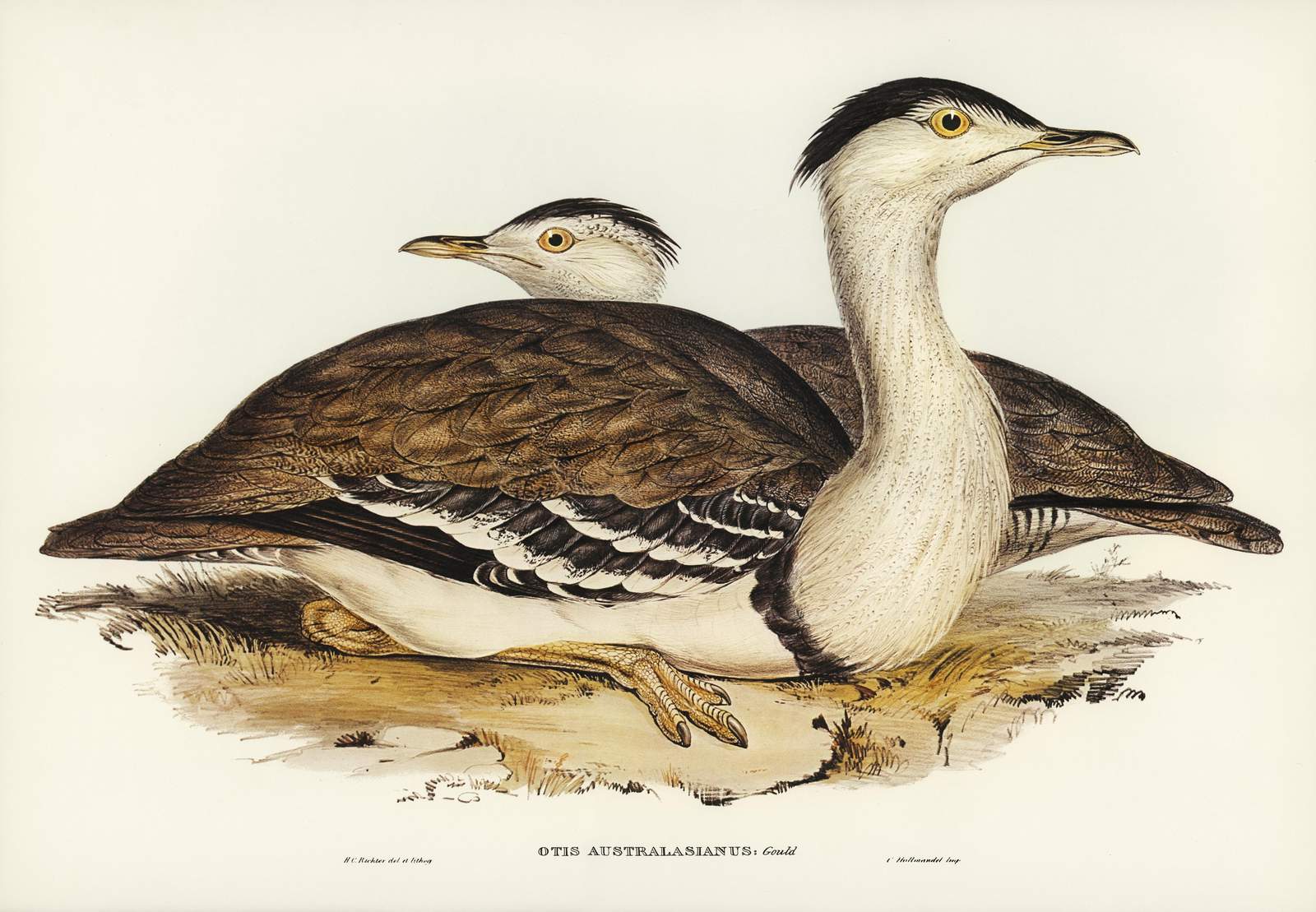 Vintage Australian Bustard Bird Art Wall Art