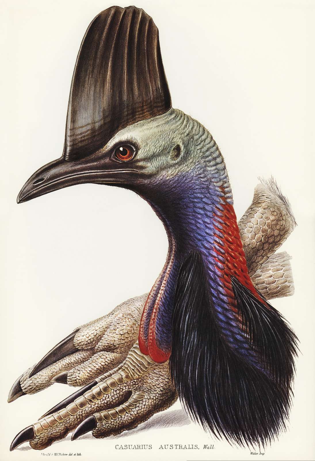 Majestic Cassowary Bird Vintage Wall Art Wall Art
