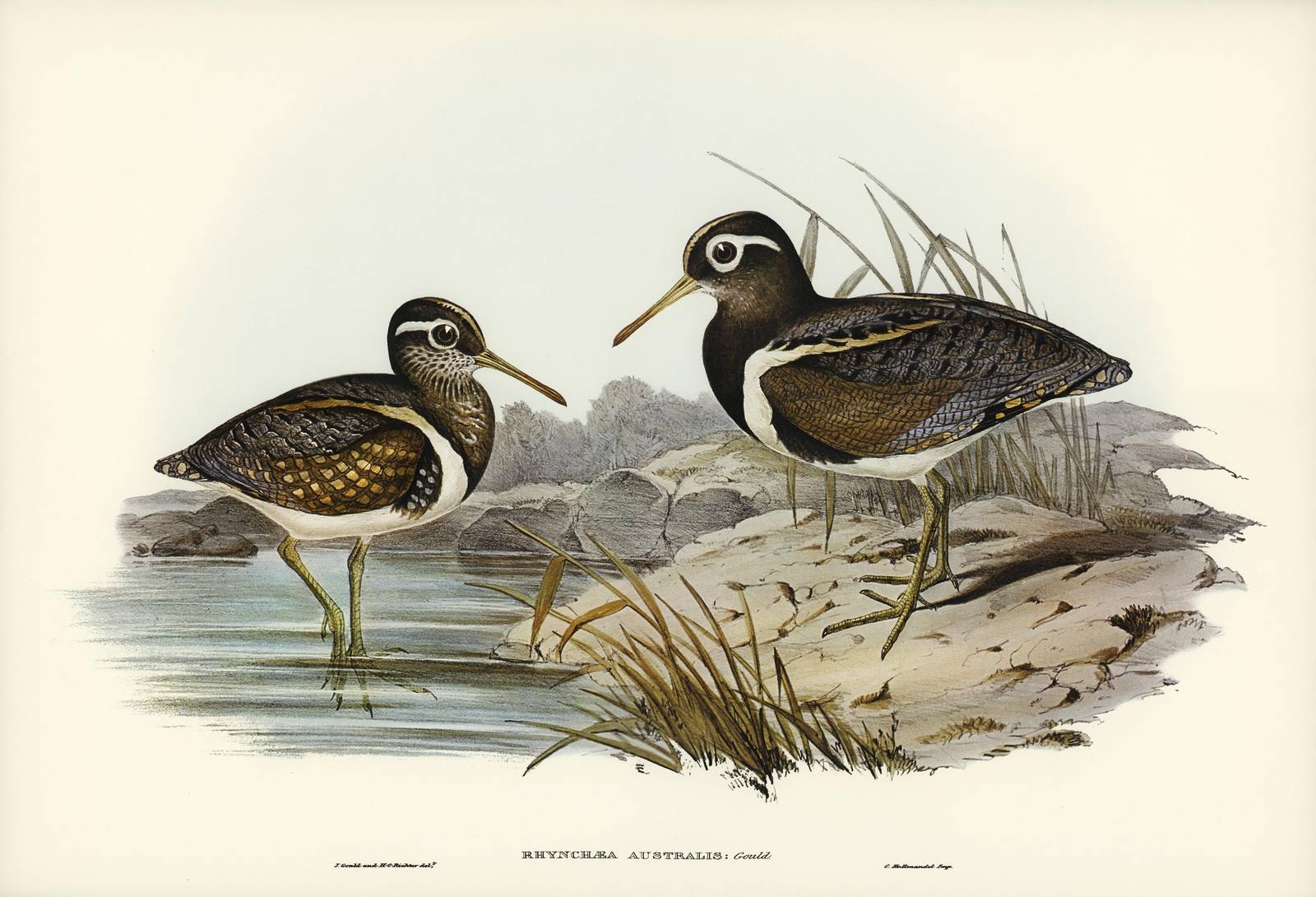 Vintage Bird Art: Australian Painted Snipe Wall Art
