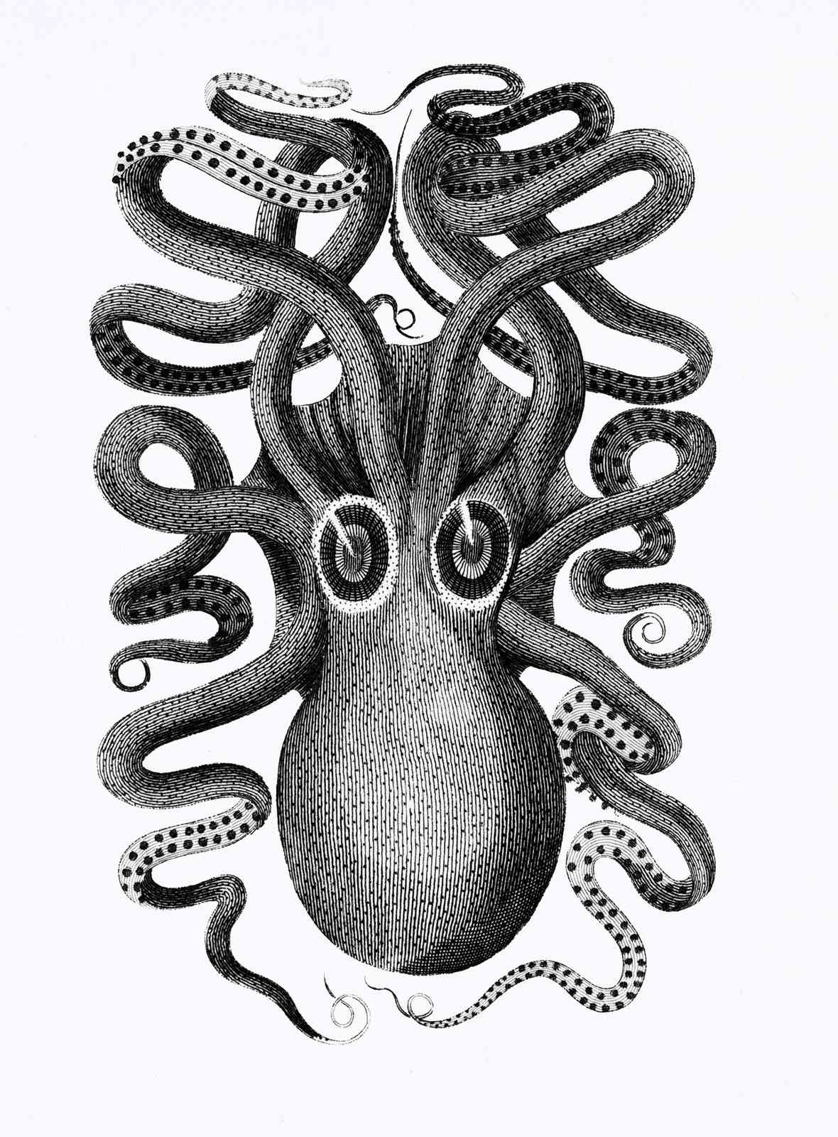 Vintage Octopus Illustration Wall Art