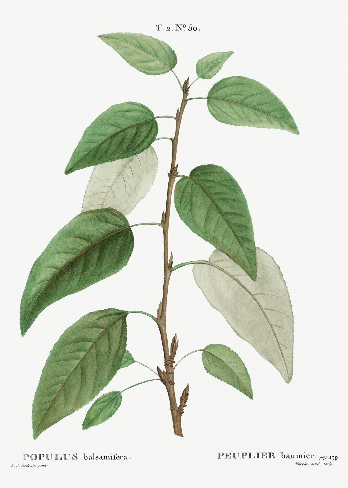 Botanical Populus Balsamifera Wall Art