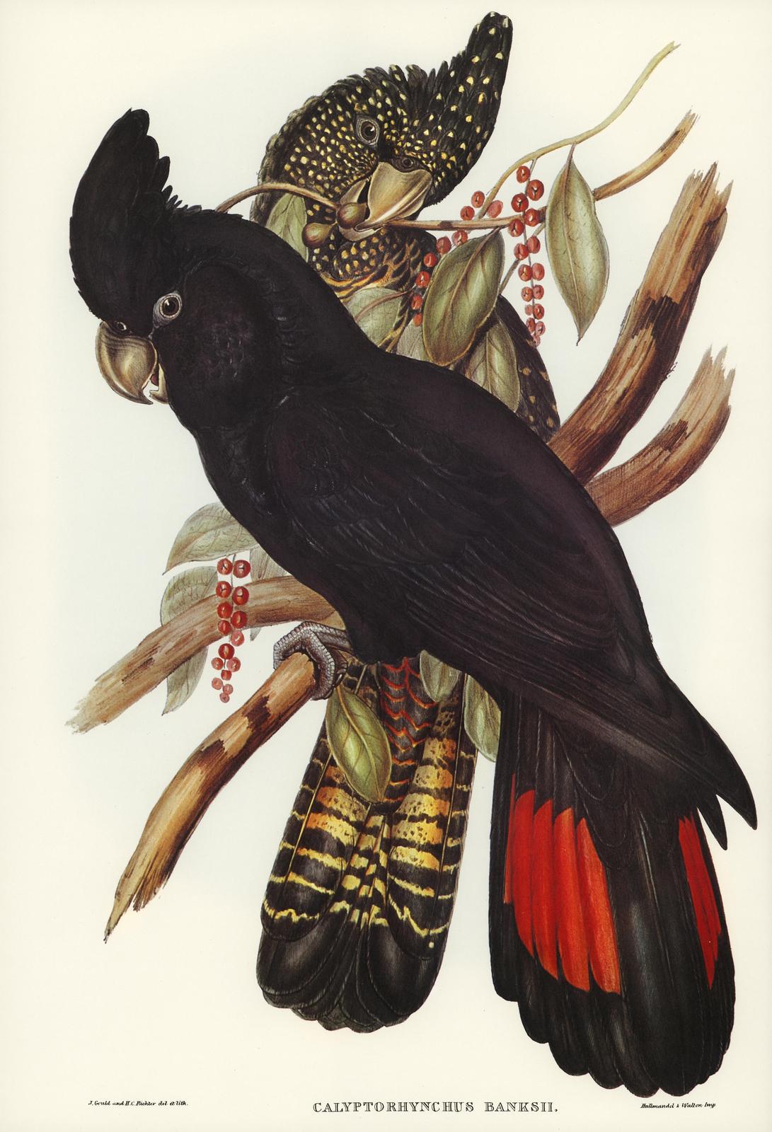 Exotic Black Cockatoo Wall Art | Tropical Bird Wall Art