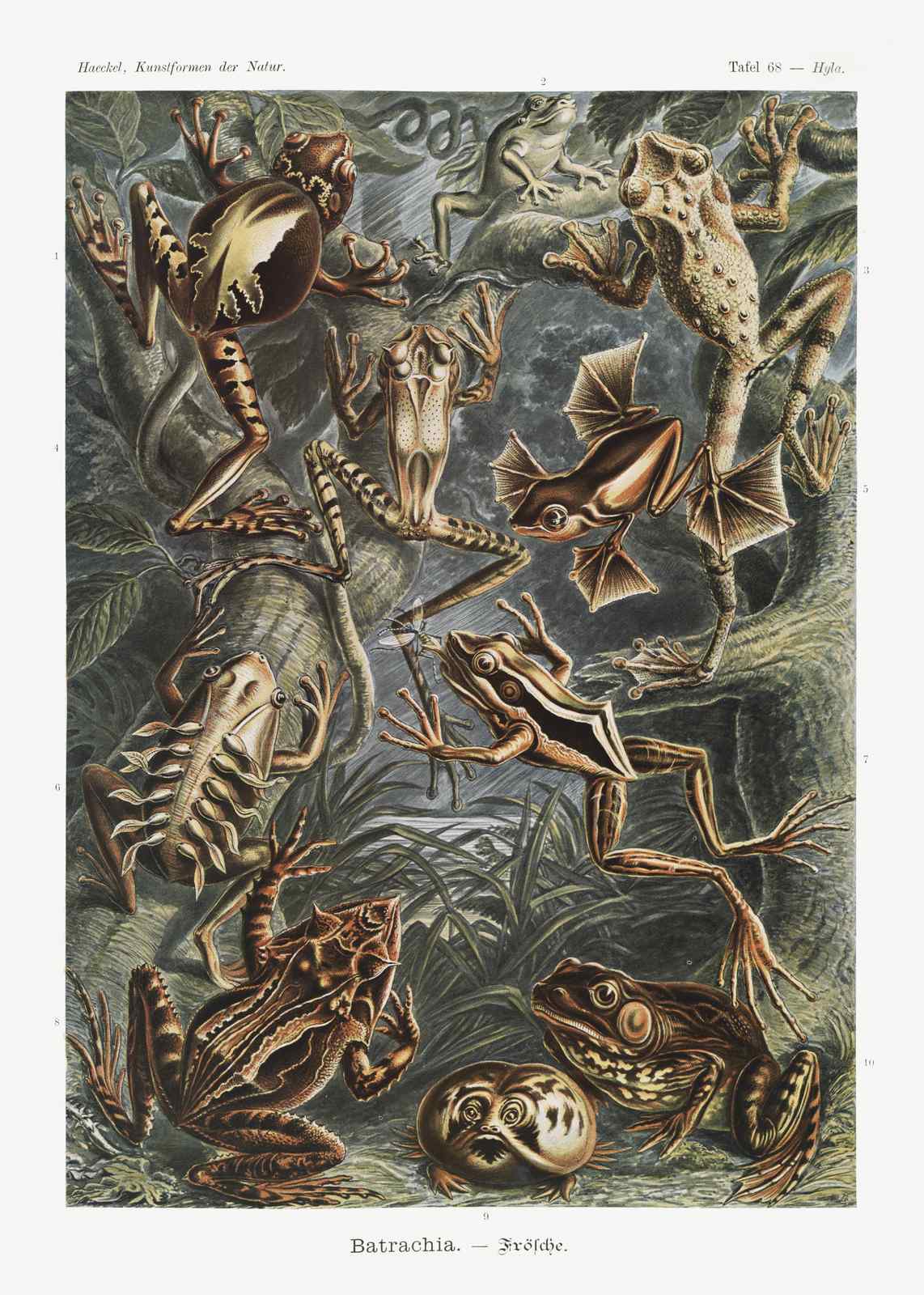 Vintage Frog Illustration Wall Art