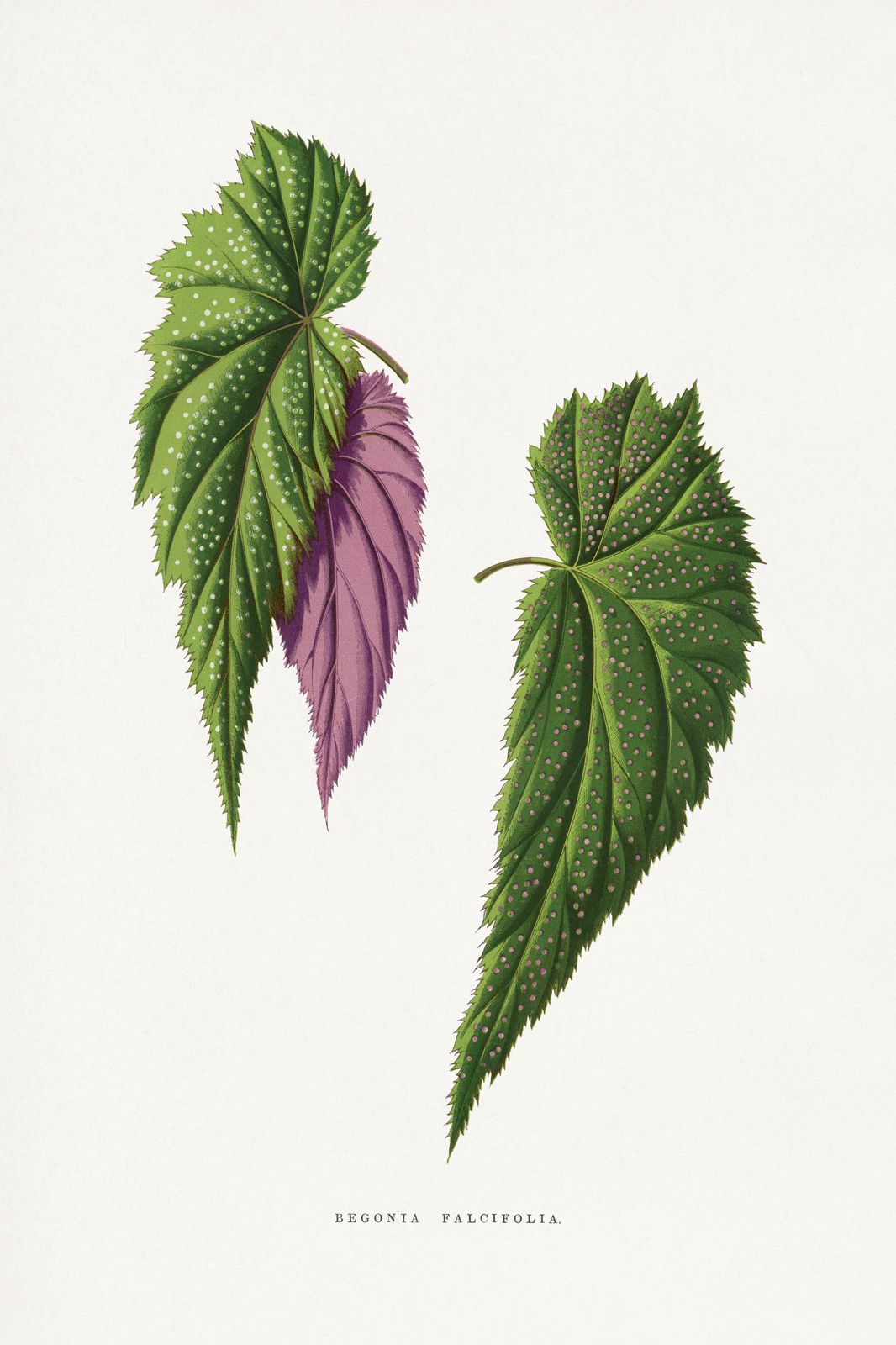 Vintage Begonia Falcifolia Botanical Art Wall Art