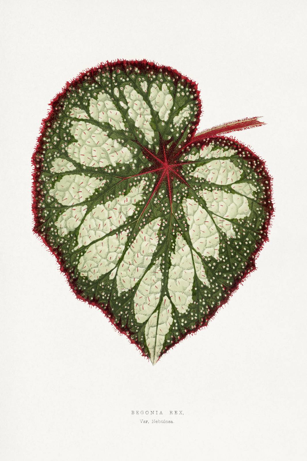 Botanical Begonia Rex Wall Art