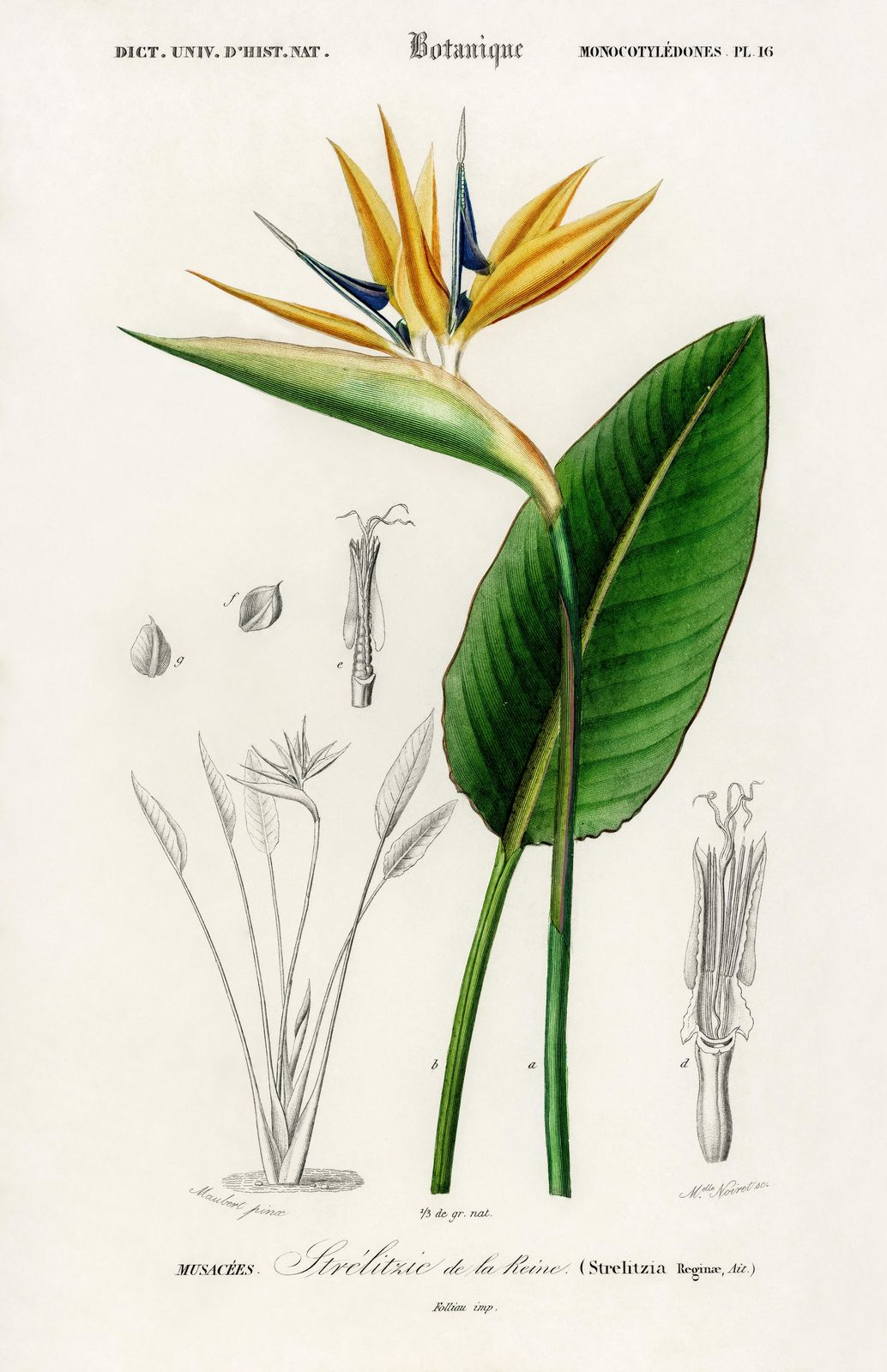 Strelitzia Reginae Botanical Art Wall Art