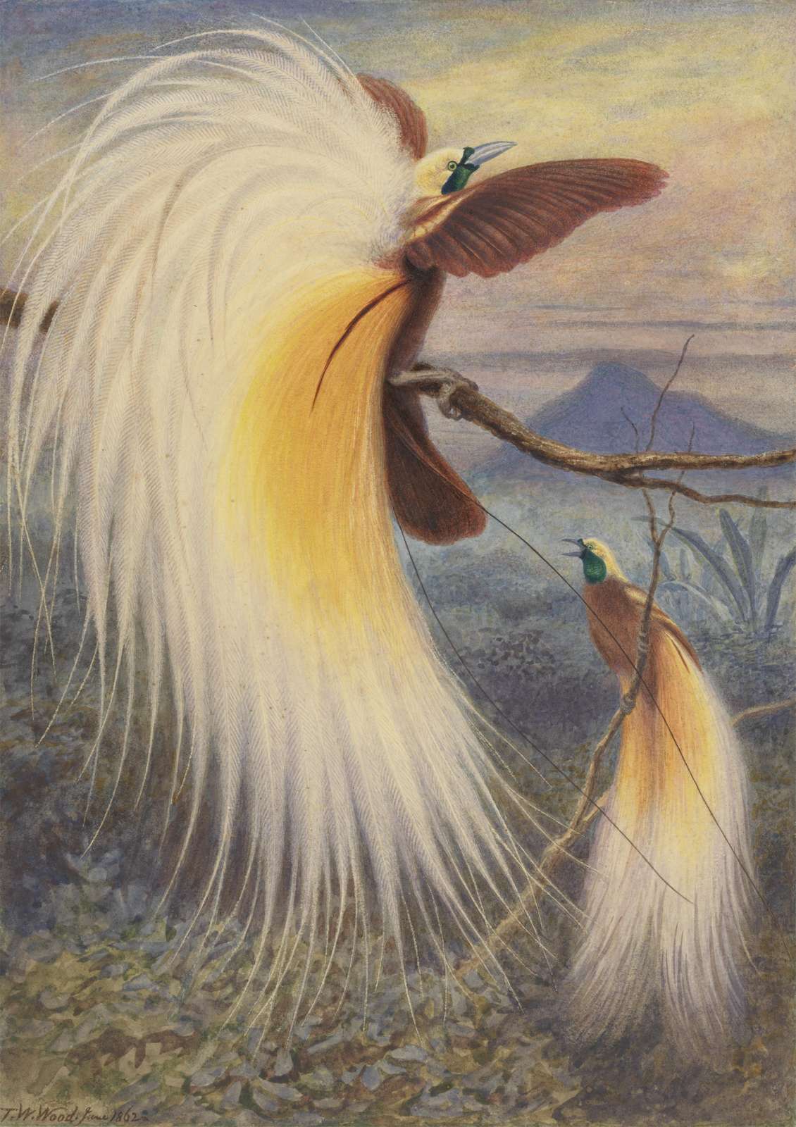Exotic Birds of Paradise Wall Art Wall Art
