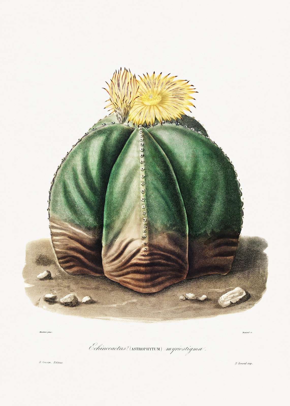 Botanical Cactus Art Wall Art