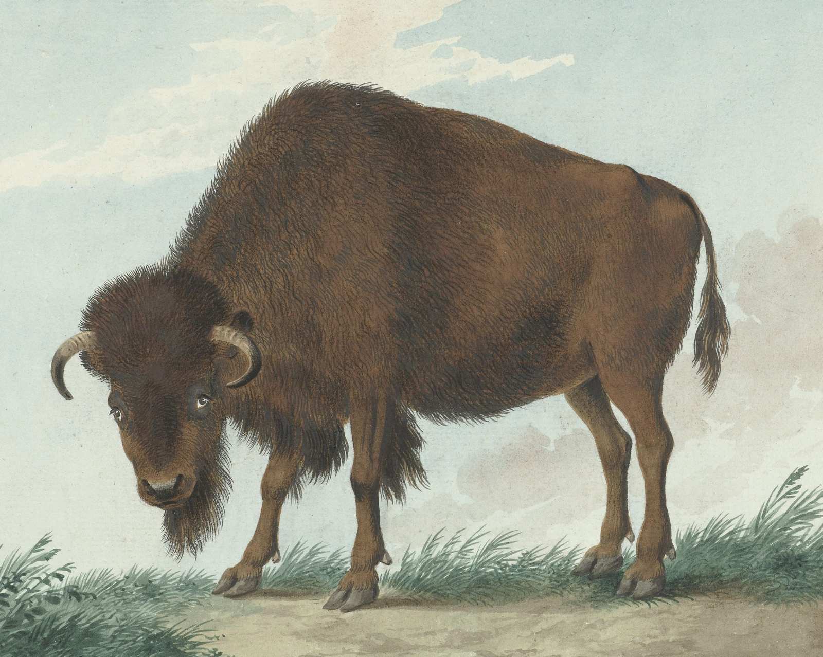 Majestic Bison Wildlife Art Wall Art