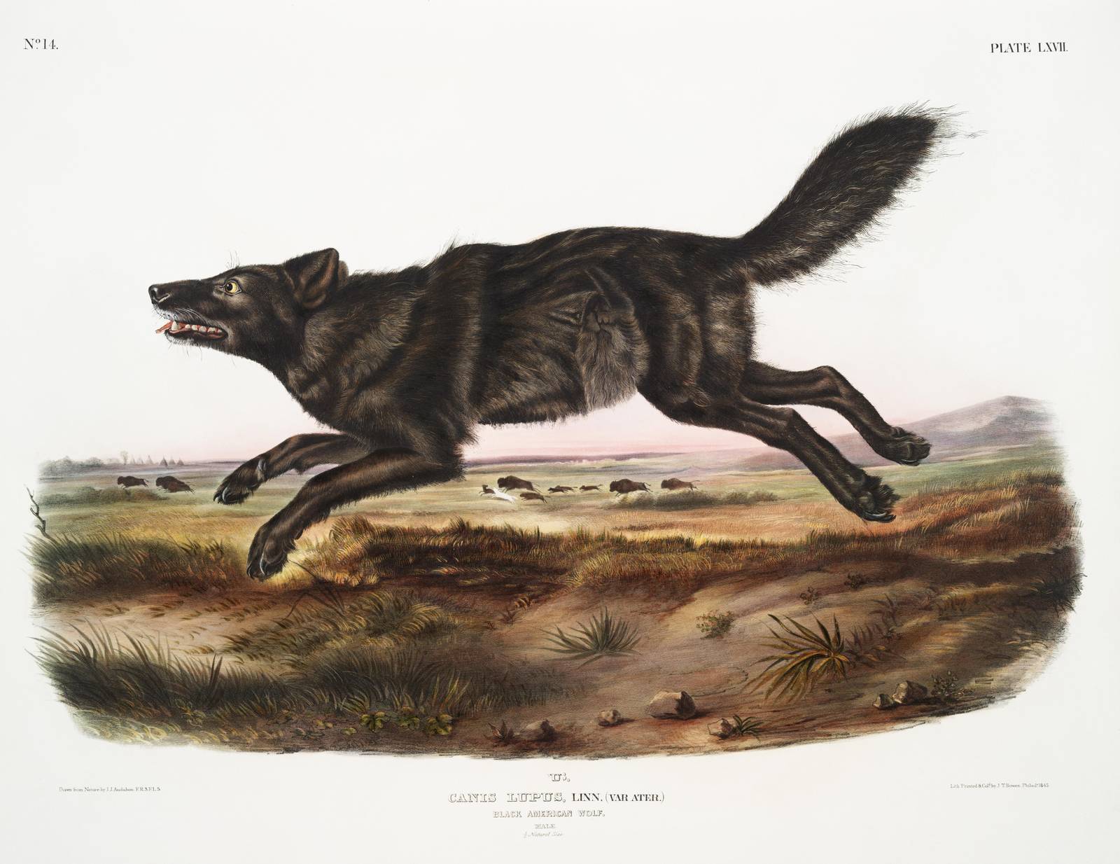 Vintage Black Wolf Running Wall Art