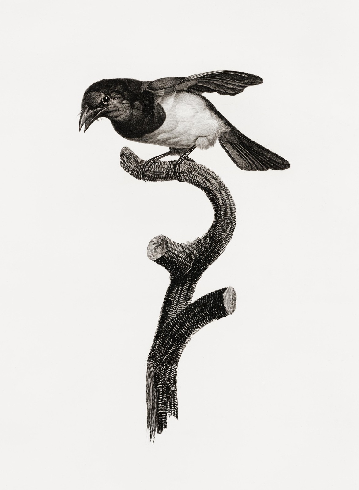 Vintage Bird on Branch Wall Art Wall Art