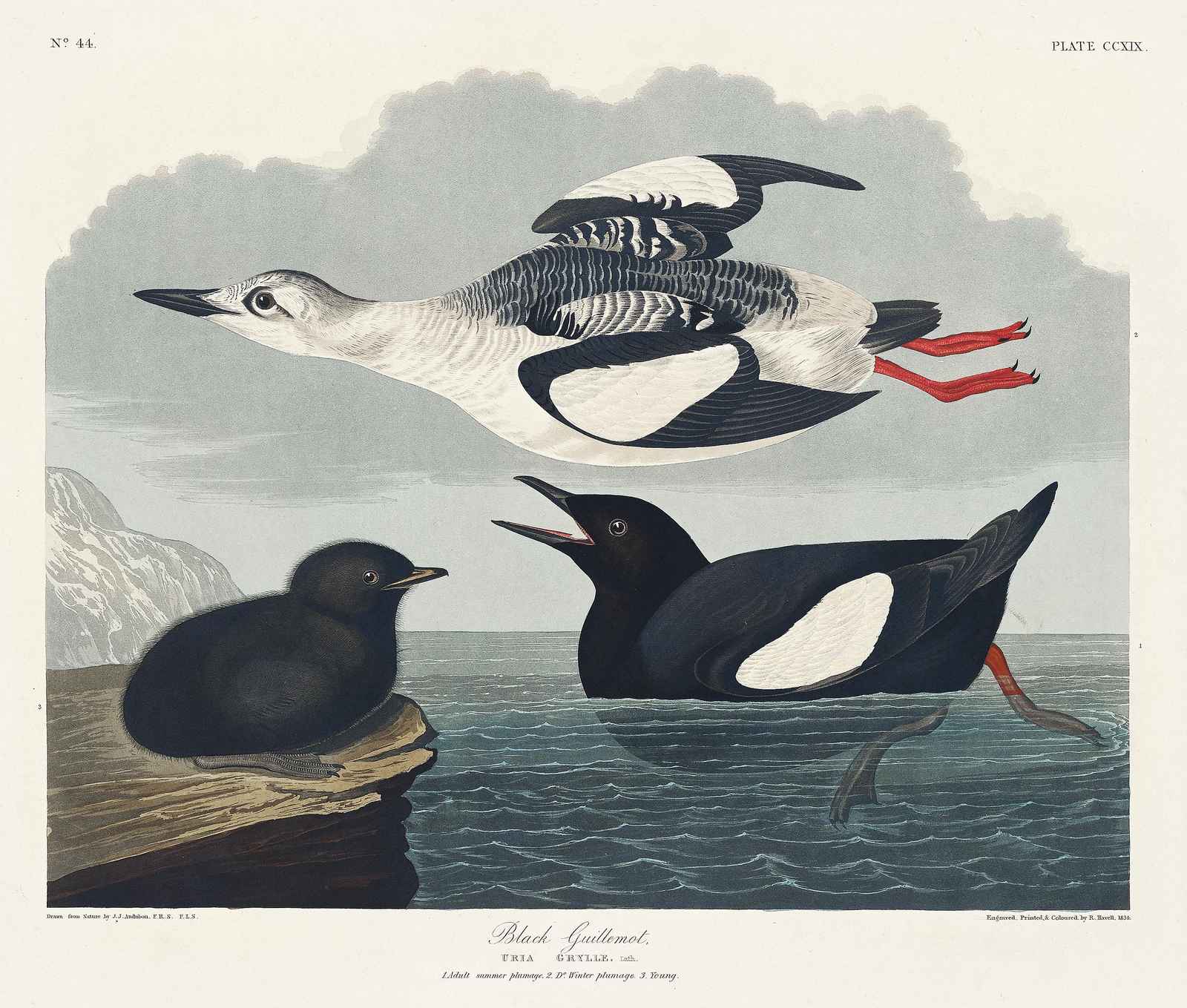 Black Guillemot Vintage Bird Art Wall Art