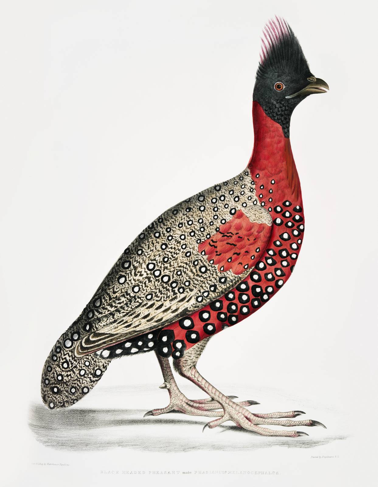 Exotic Bird Art Print: Striking Black-Headed Pheasant Wall Art