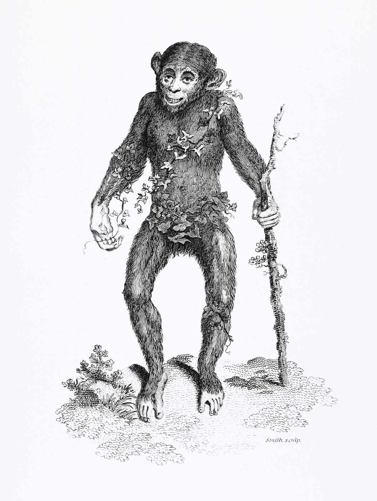 Vintage Monkey & Vine Black & White Wall Art