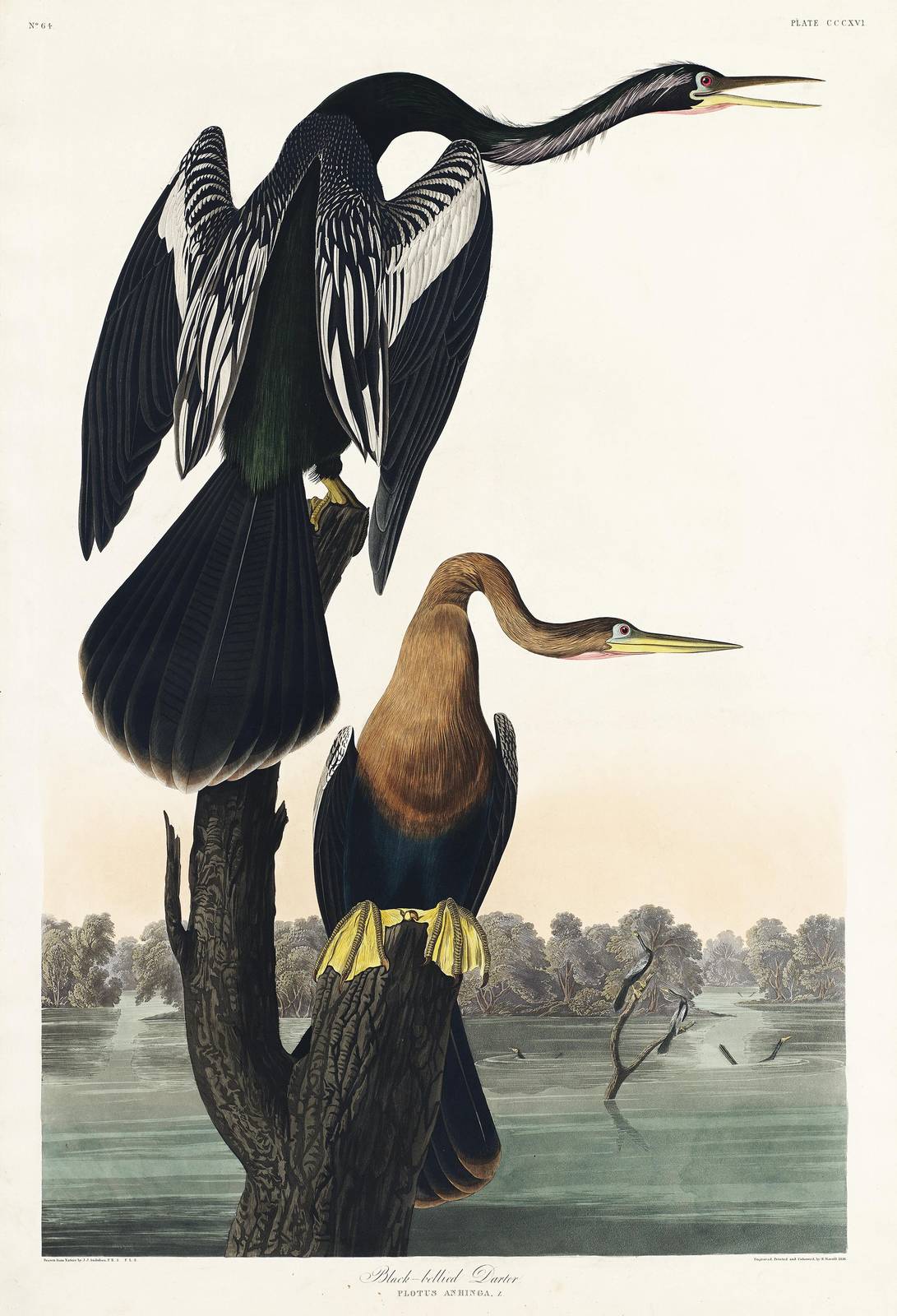 Audubon Black-bellied Darter Wall Art | Vintage Bird Art