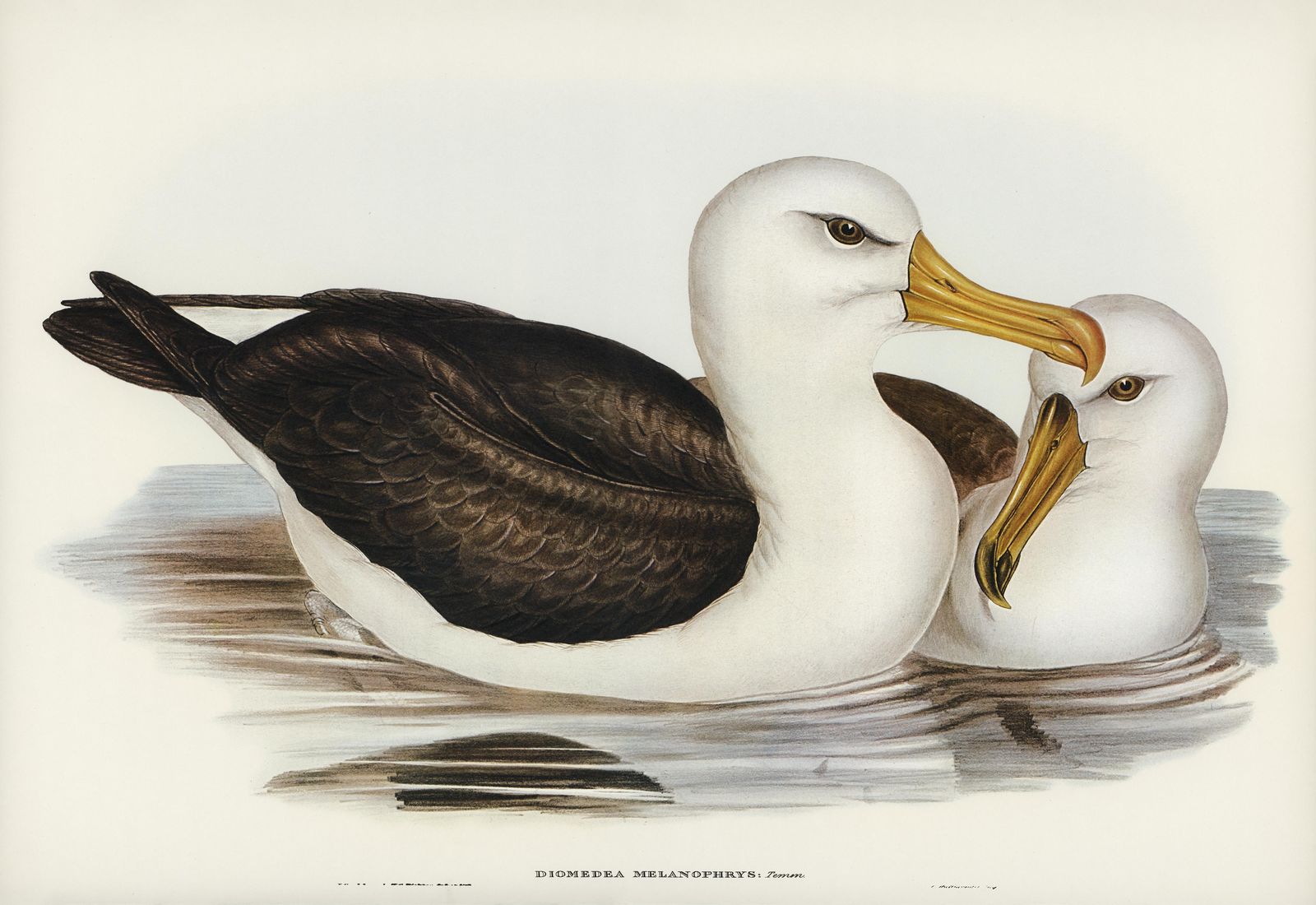 Elegant Albatross Pair Bird Art Wall Art