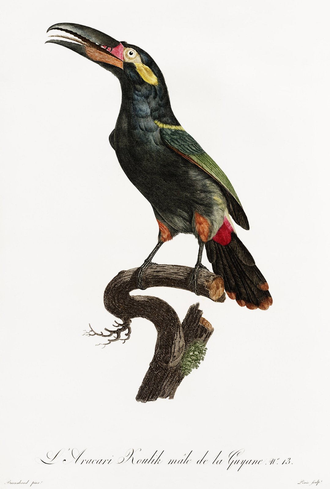 Exotic Toucan Bird Vintage Art Wall Art