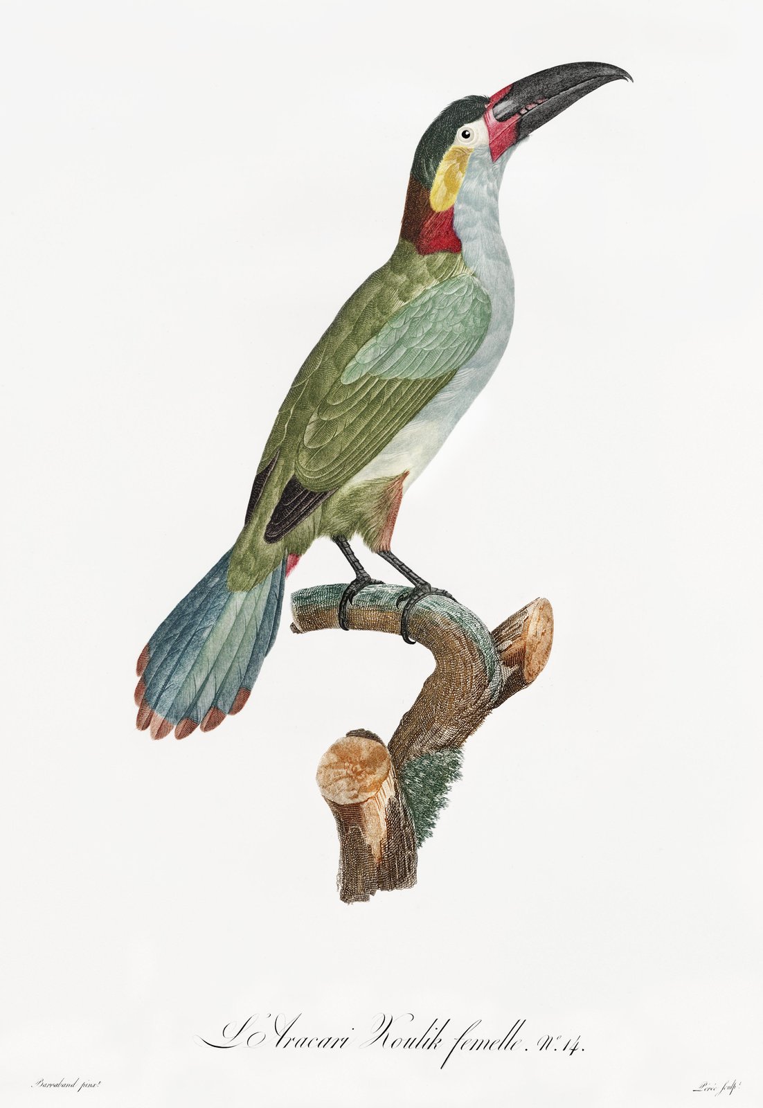 Vintage Toucan Bird Art Print - Exotic Nature Wall Art